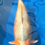 Holland koi show 2016 entry koi as bellow.