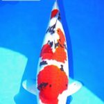 All Japan Young koi show 2016