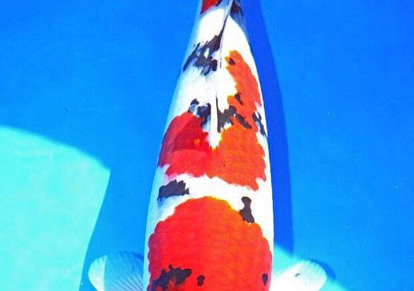 All Japan Young koi show 2016