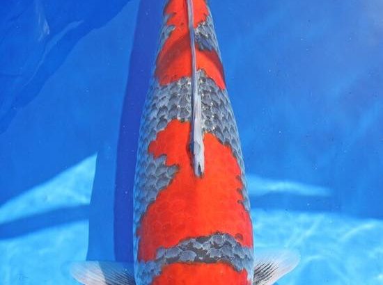 All Japan Young koi show 2016