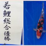 Th12 Toyama prefecture Young koi show 2016 8 May