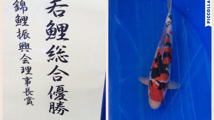 Th12 Toyama prefecture Young koi show 2016 8 May