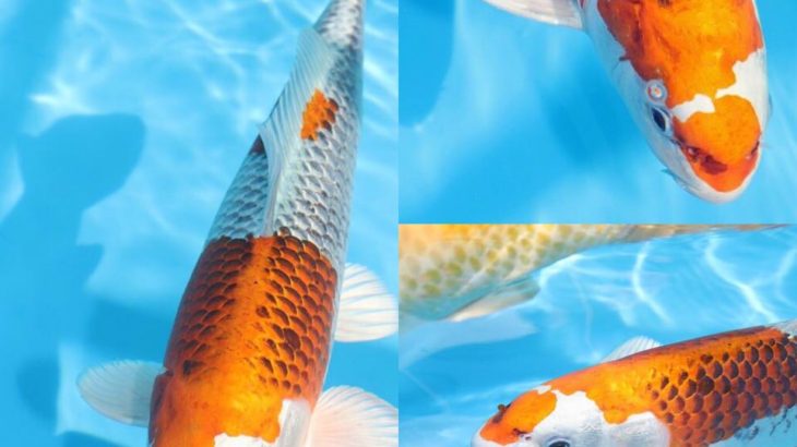 Holland koi show 2016.