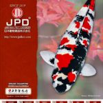 December 14 2019 Ueno Koi farm visit in Kumamoto prefecture.