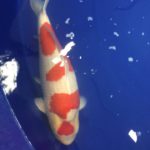 ZNA Malaysia Koi Show