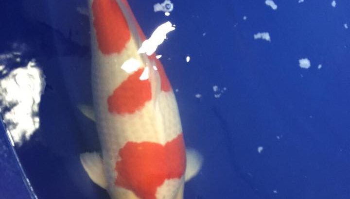 ZNA Malaysia Koi Show