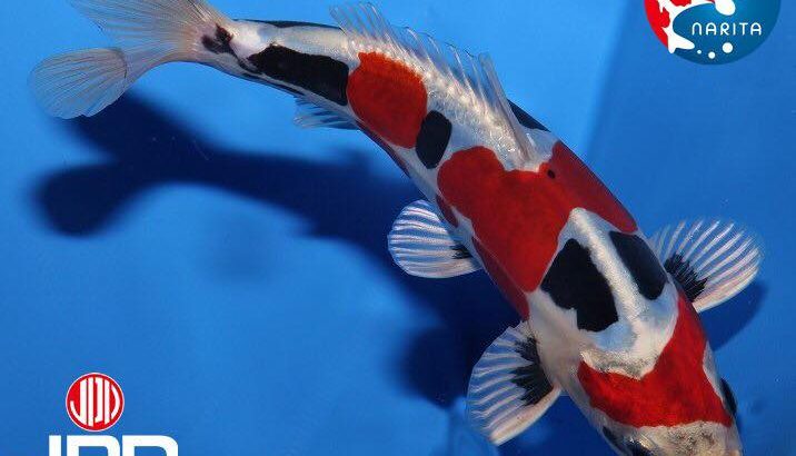 The 4 th International Junior koi show in Niigata