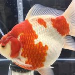 Super Marushin Tamasaba Gold fish at All Japan Gold fish show 2016.