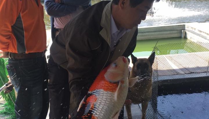 HS Mr. Shi ( 石造华先生）， koi lover and hobbyist for 15 years. He is now the chairman of Taiwan Koi Development Association.