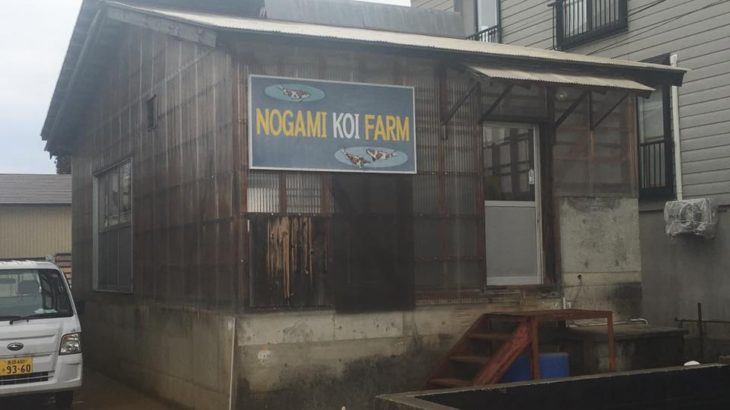 Nigami koi farm visit.