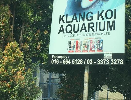 Klang Koi Aquarium visit.