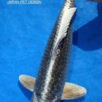 Th24 Kyushu area koi show visit