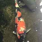 Atari koi collection