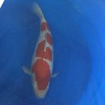 All Indonesia koi show