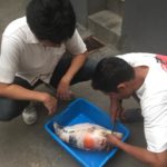 JPD koi disease research in Indonesia.