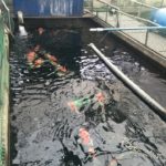 Hong Kong Koi dealer visit