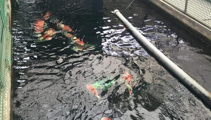 Hong Kong Koi dealer visit