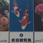 吉田観賞魚販売 訪問