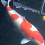 Miyoshi koi farm re visit in Japan