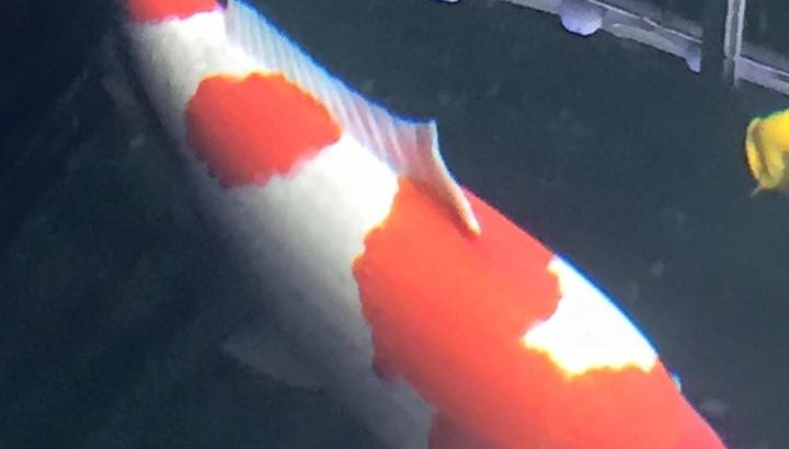 Miyoshi koi farm re visit in Japan