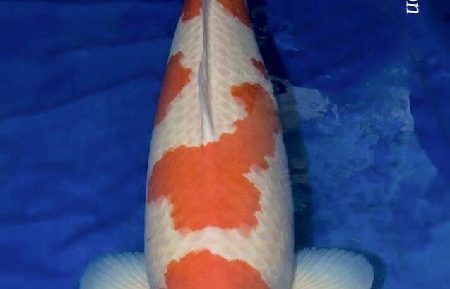 Euregio Koi Show 2015