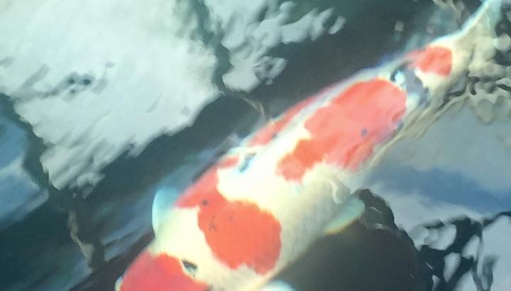 Hong Kong koi club