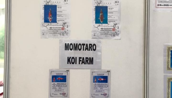 Max Koi farm will have koi auction today .