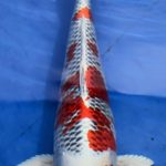 Belgium koi Show 2015