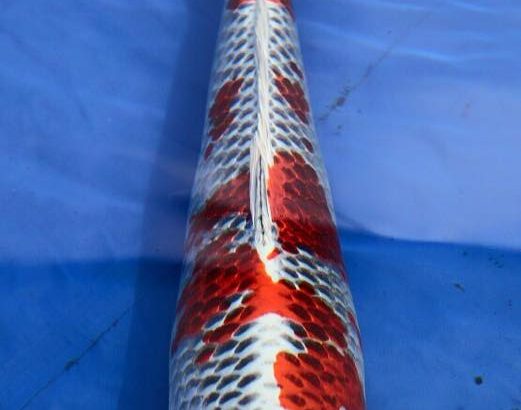 Belgium koi Show 2015