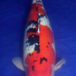 Holland Koi Show 2015