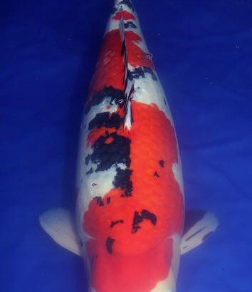 Holland Koi Show 2015