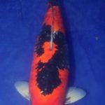 Holland Koi Show Grand Champion B