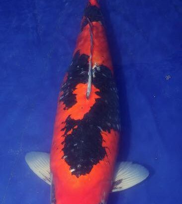 Holland Koi Show Grand Champion B