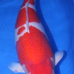 Holland Koi Show 2015