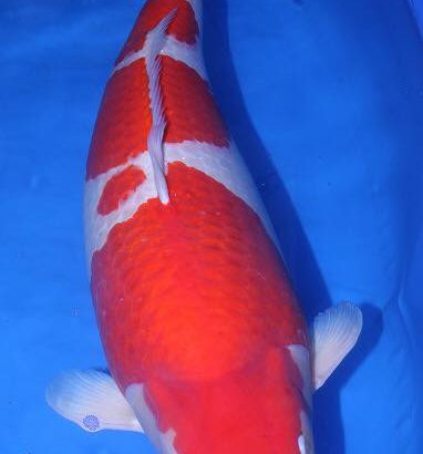 Holland Koi Show 2015