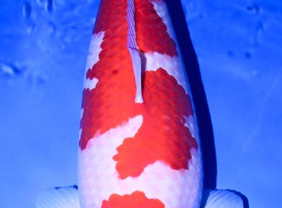 Rinyukai All Japan Koi Show