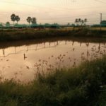 Genichi Fish Farm – Mud Pond facility in India