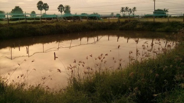 Genichi Fish Farm – Mud Pond facility in India