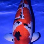 The All England Koi Show now