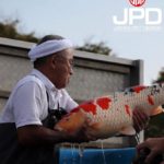 Izumiya koi farm harvest visit