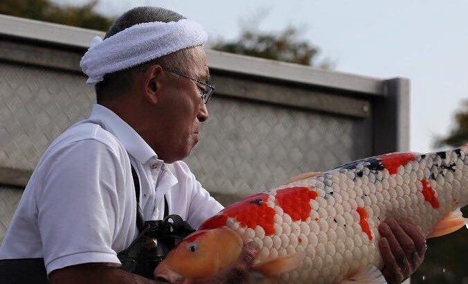 Izumiya koi farm harvest visit