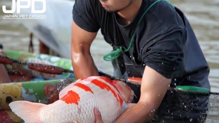 Izumiya koi farm harvest visit