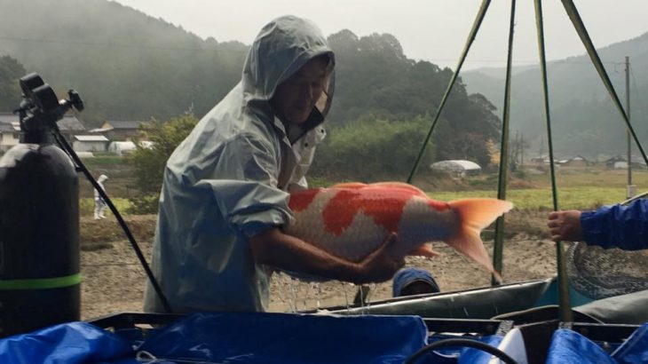 Miyoshi koi farm