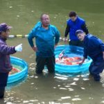 Miyoshi koi farm harvest finish.