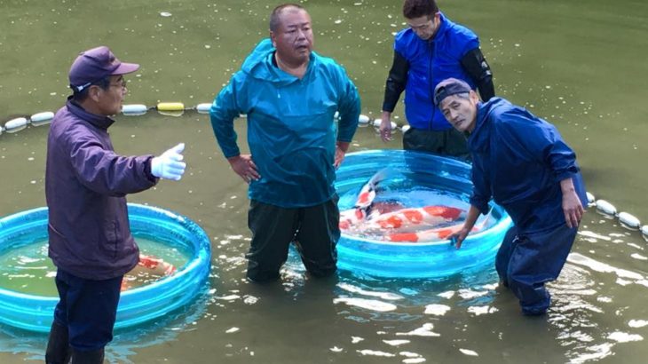 Miyoshi koi farm harvest finish.