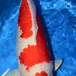 Miyoshi koi farm harvest visit on 19-November .