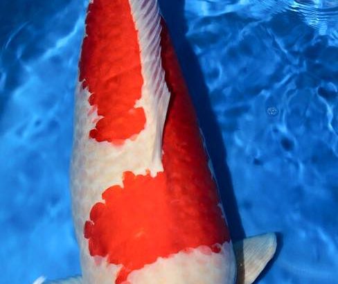 Miyoshi koi farm harvest visit on 19-November .