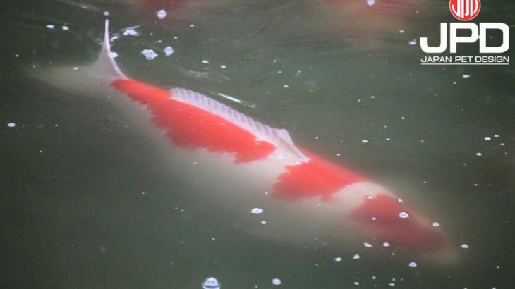 Miyoshi koi farm harvest visit on 19-November . Super Kohaku Dainichi breed