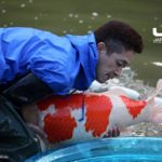 Miyoshi koi farm harvest visit on 19-November .