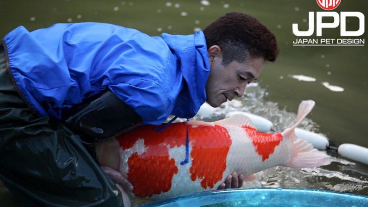 Miyoshi koi farm harvest visit on 19-November .